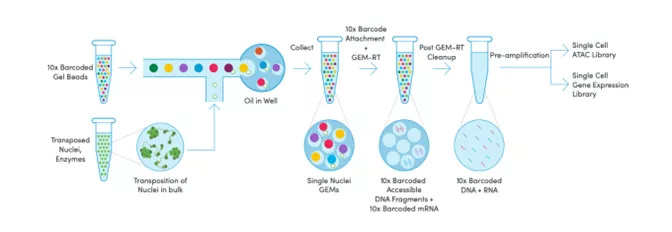 Epigenetics overview